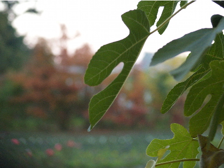 Flasche Rotwein, Element of Crime Abend gelaufen
