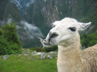 lama lama